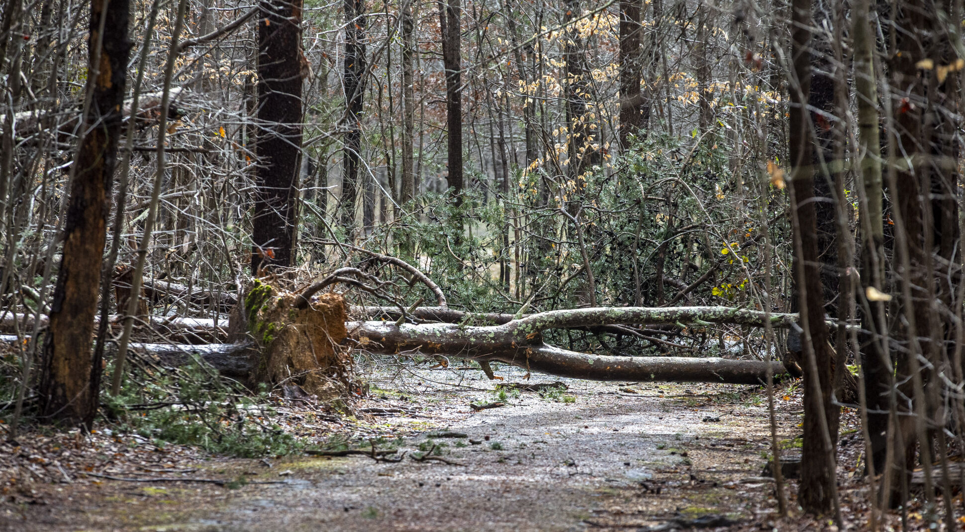 Battleground Trees